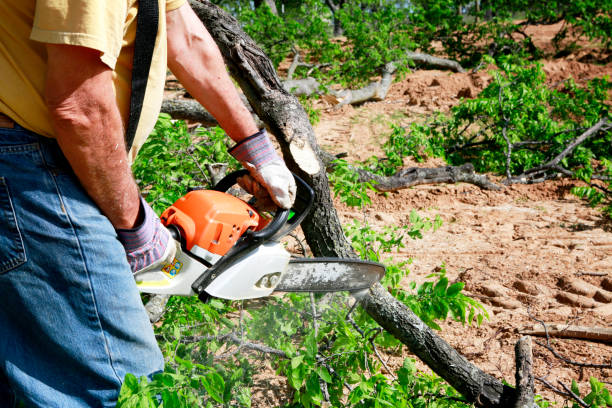 Best Professional Tree Care  in Innsbrook, VA